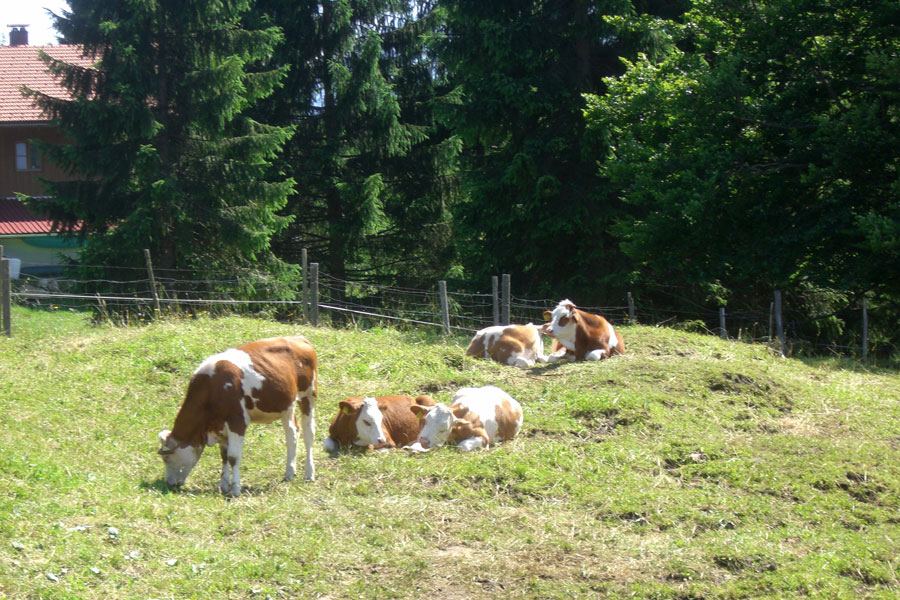 Kühe am Berghof Wallgau